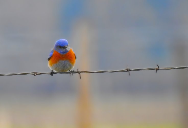 westernbluebird_fenceline_cropped.JPG