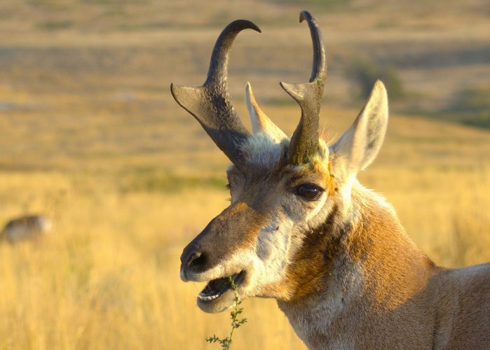 pronghorn.jpg