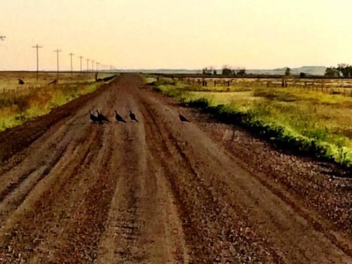 Sagegrouse.jpg