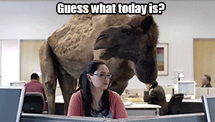 hump-day-geico-camel-commercial-3459075785.gif