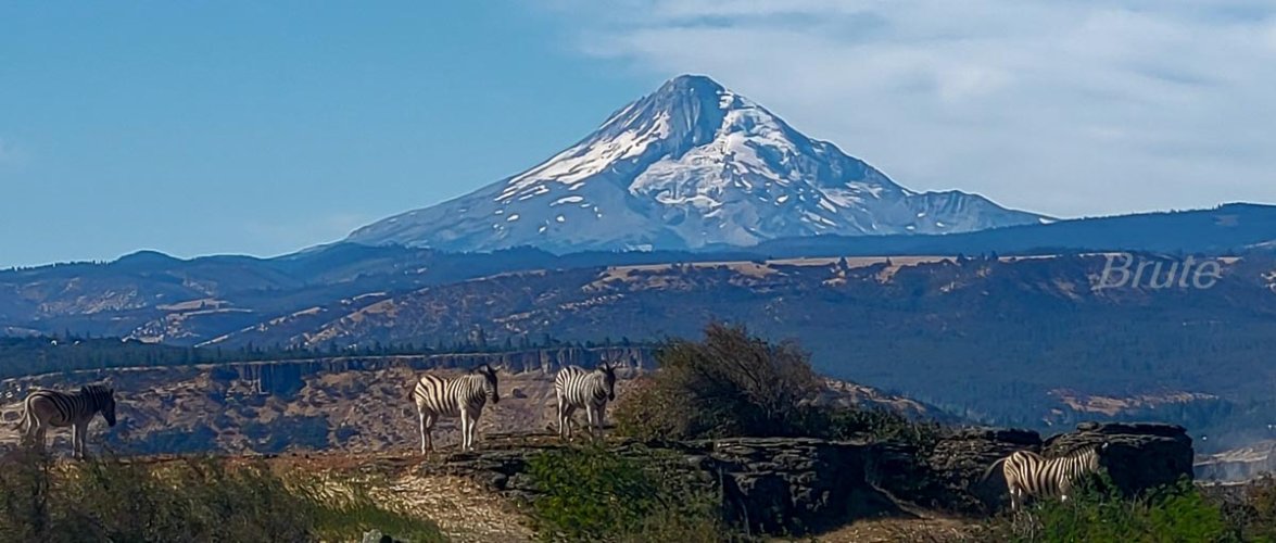 Mt. Hood  Zebras cell phone September 2024 -.jpg