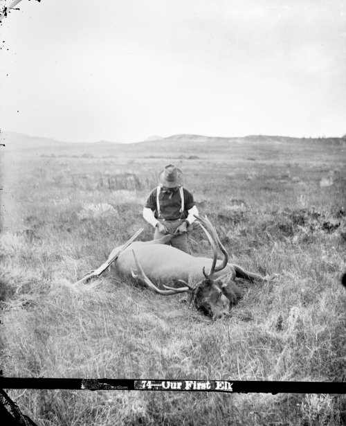 Huffman Photo Bull Elk.jpg