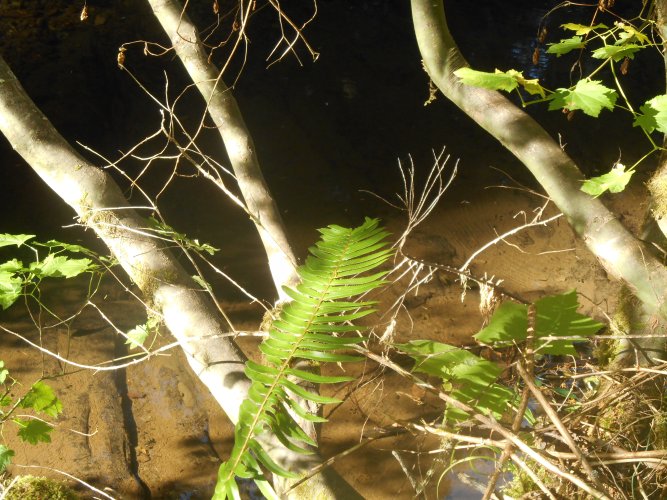 VINE MAPLE TRUNKS.JPG