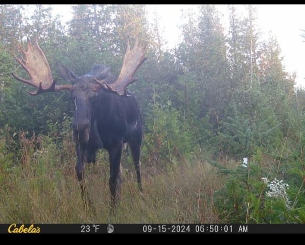 Live Moose.jpeg