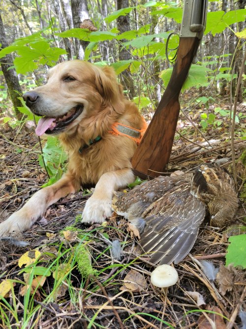 20210928 Gus and a Ruffed Grouse.jpg