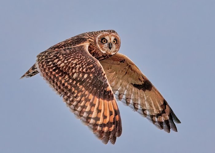 shortearedowl_oct11evening.jpg