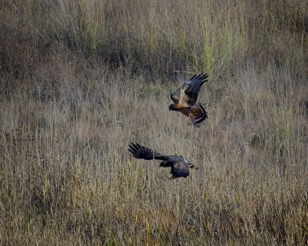 pair_harriers_0132_resized.jpg