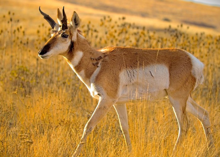 pronghorn_Oct27.jpg