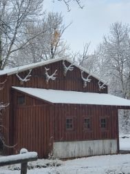 Elk in white velvet.jpg