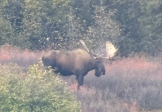 Bull moose.png