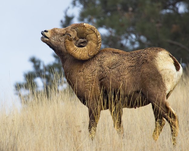 bighorn_rut_Nov2.jpg