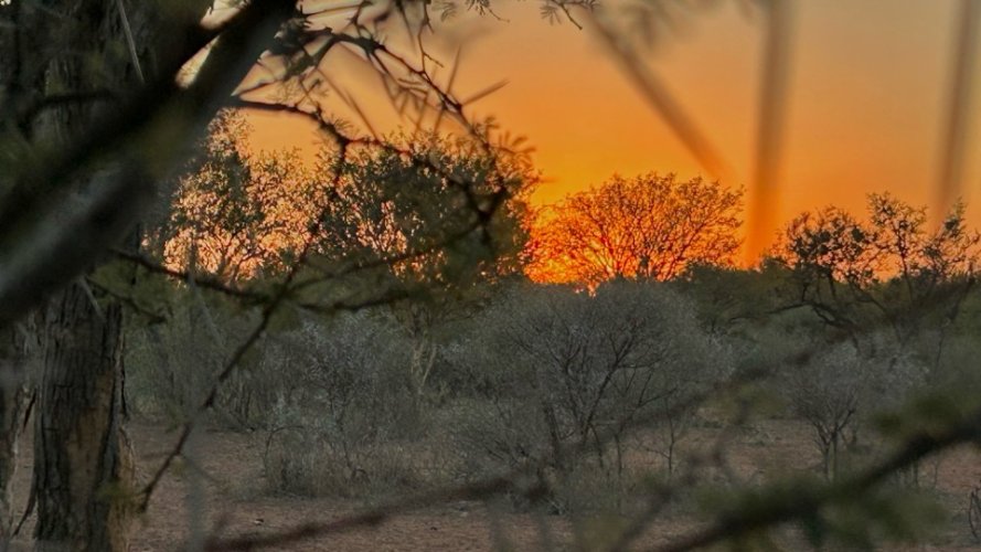 Sunrise through thorn tree smaller.jpg