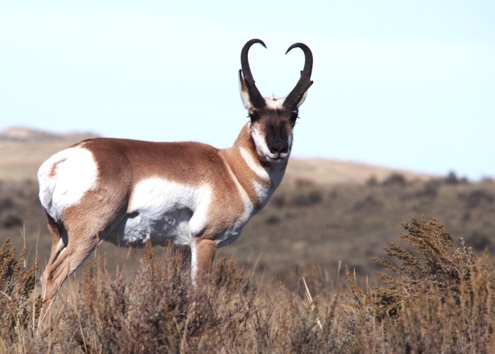 Wyoming antelope live.jpg