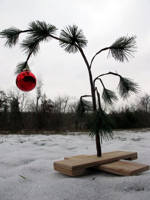 1200px-Charlie_Brown_tree_-_20101217.jpg