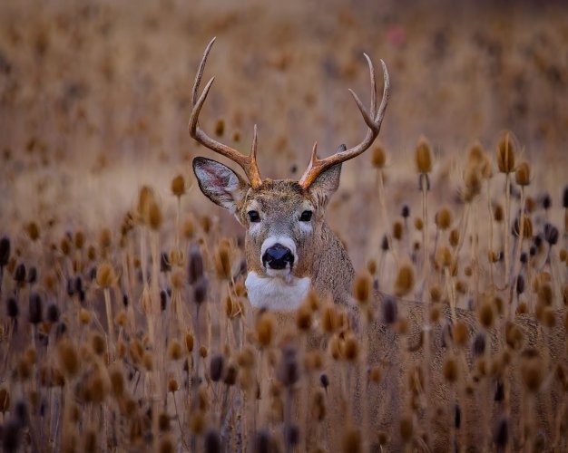 whitetailbuck_teasel - Copy.jpg