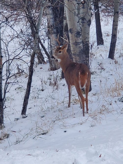 Backyard buck Nov 24.jpg