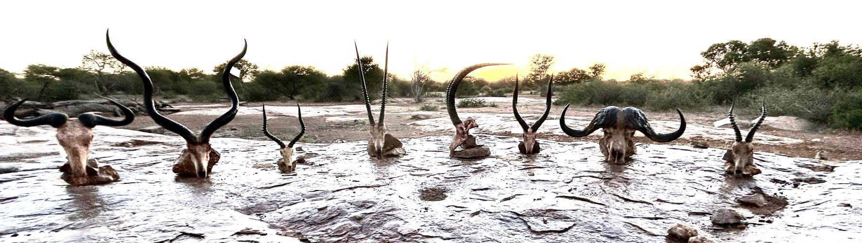 2024 05 05 Safari skulls in Africa at sunset.jpg