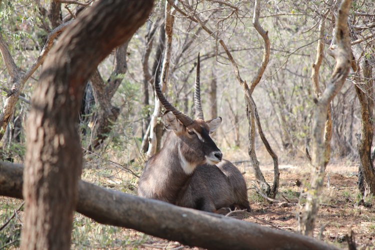 04 26 2024 Waterbuck buck.JPG