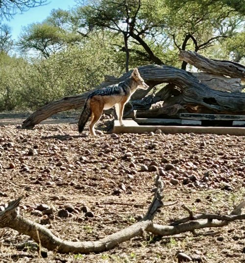 Reduced 2024 04 29 Black backed jackal copy.jpg