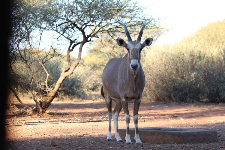 Reduced 04 30 2024 Golden gemsbok.jpeg