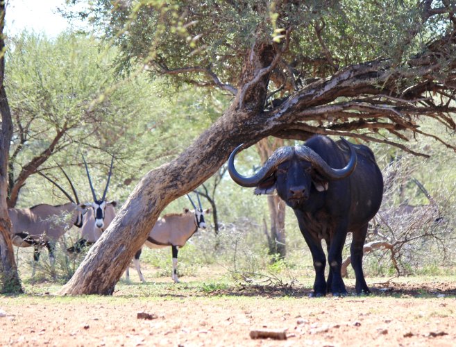 05 01 2024 Cape Buffalo bull with Gemsbok group copy.jpg