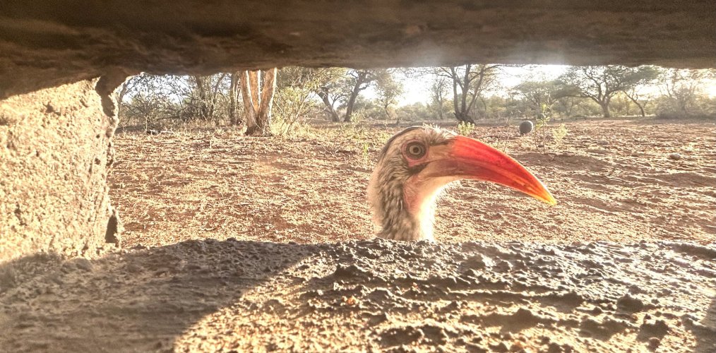 Reduced Hornbill at viewing window.jpg