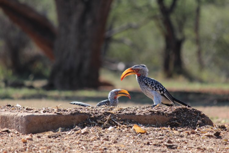 Reduced 05 04 2024 Hornbills pair.jpeg