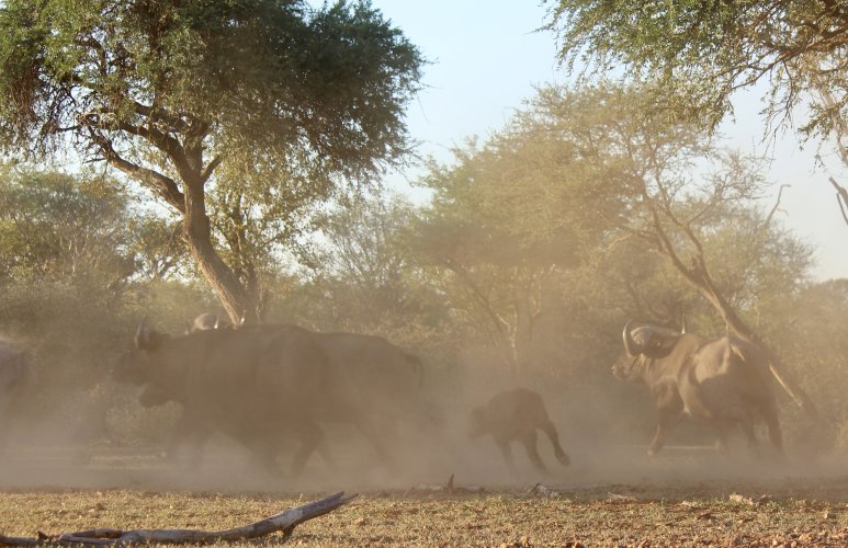 Reduced 05 03 2023 Cape Buffalo calf running.jpeg