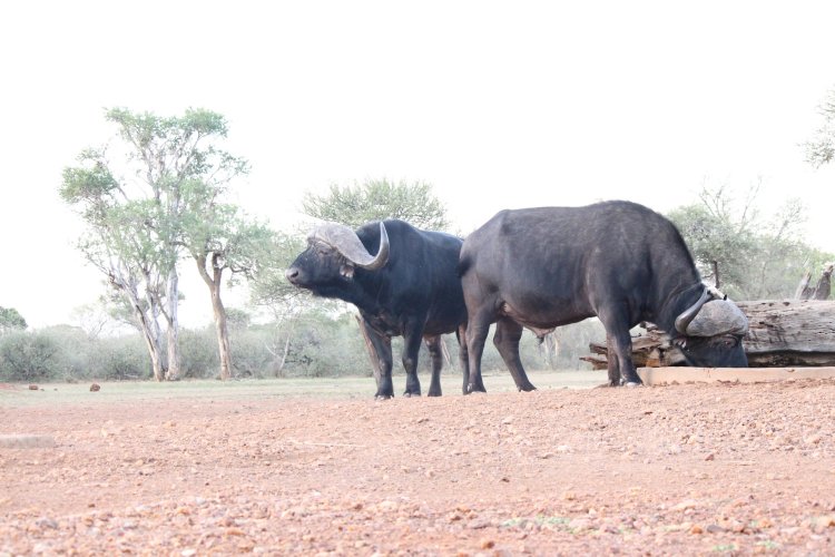 Reduced IMG_1459 Two mature Cape bulls.jpeg