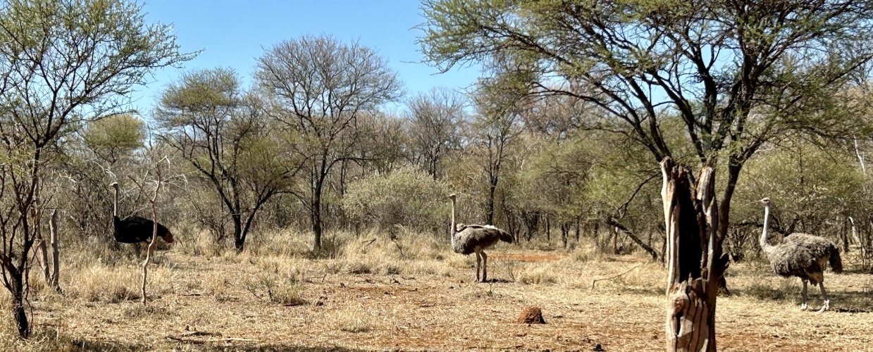 2024 05 04 Ostriches with male having black feathers copy.jpg