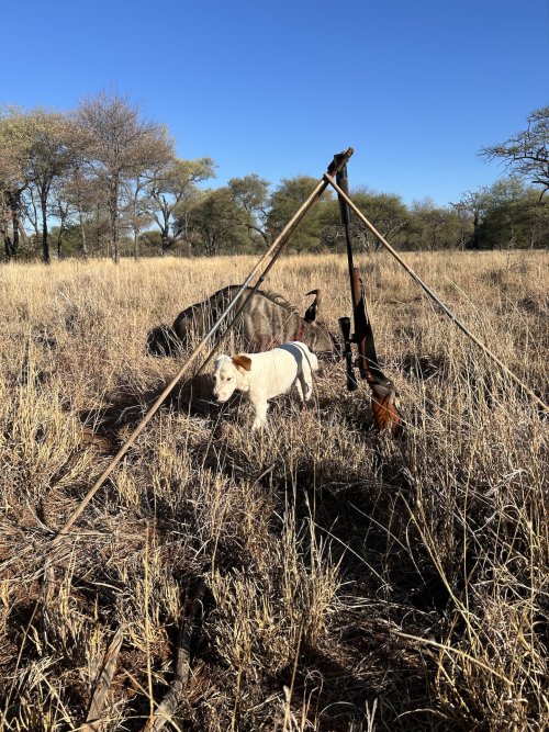 Reduced 2024 05 04 Charlie the tracking dog found the downed Blue Wildebeest.jpeg