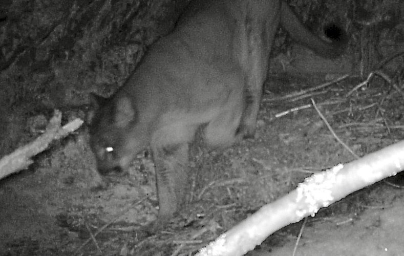 Ashley Lake mountain lion 2_24.JPEG