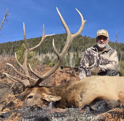 2024 AZ elk (cropped 1).jpg