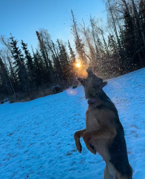 Snow dog Sunset.jpg