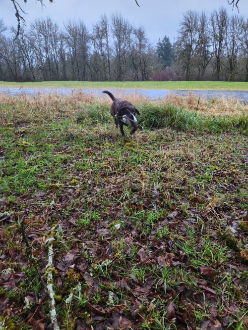 Ryker with Widgeon  12.26.24.jpeg