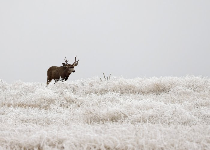 Dec6_muley_buck.jpg