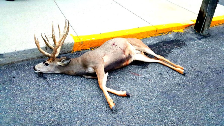 mule-deer-buck-lays-dead-in-the-streets-of-butte-montana.jpg