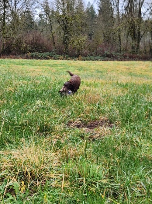 Ryker with field mallard  1.4.24.jpeg