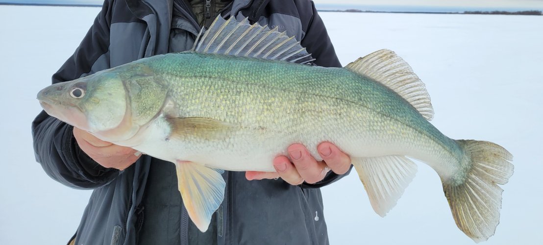 28 inch Lake Winnipeg Walleye Feb 2023 B.jpg