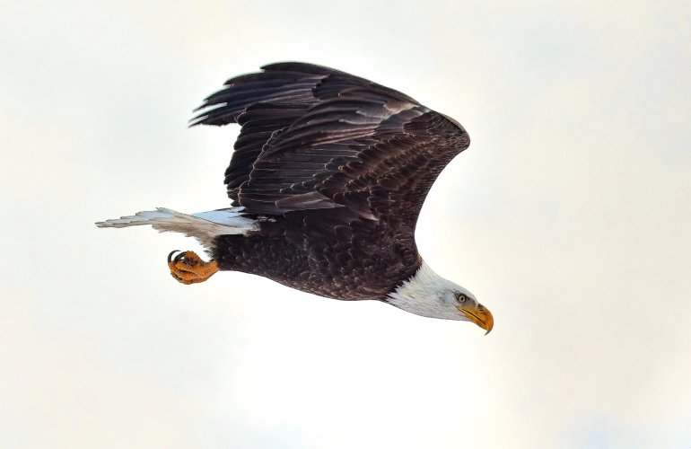 Jan16_bald_eagle.jpg