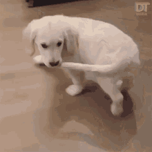 tail-walk.gif