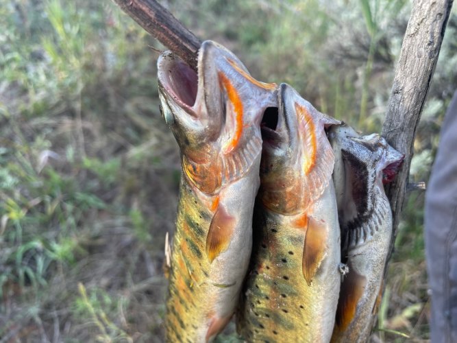 colorado trout.jpg