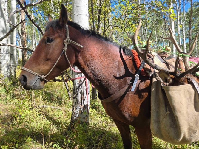 coloradoelkhorse.jpg