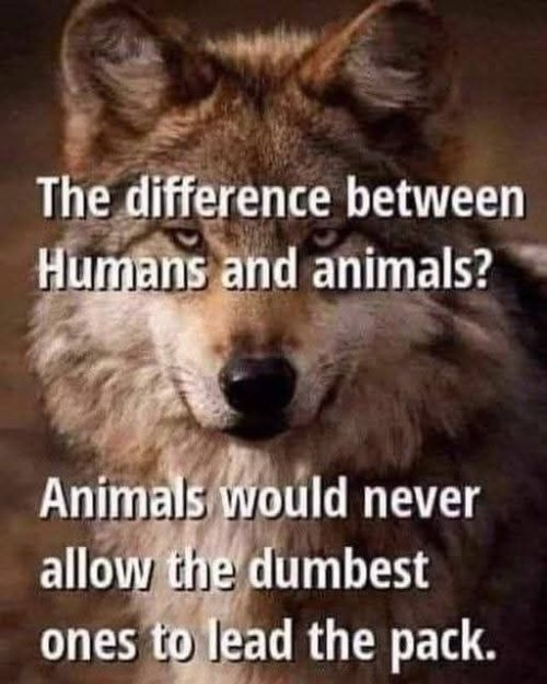 Dumb animals.jpg