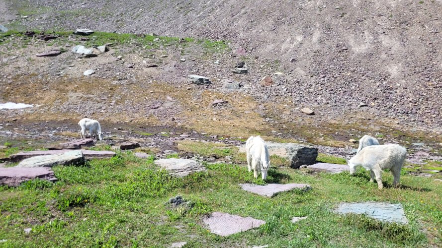 Goats near Logan Pass.jpg