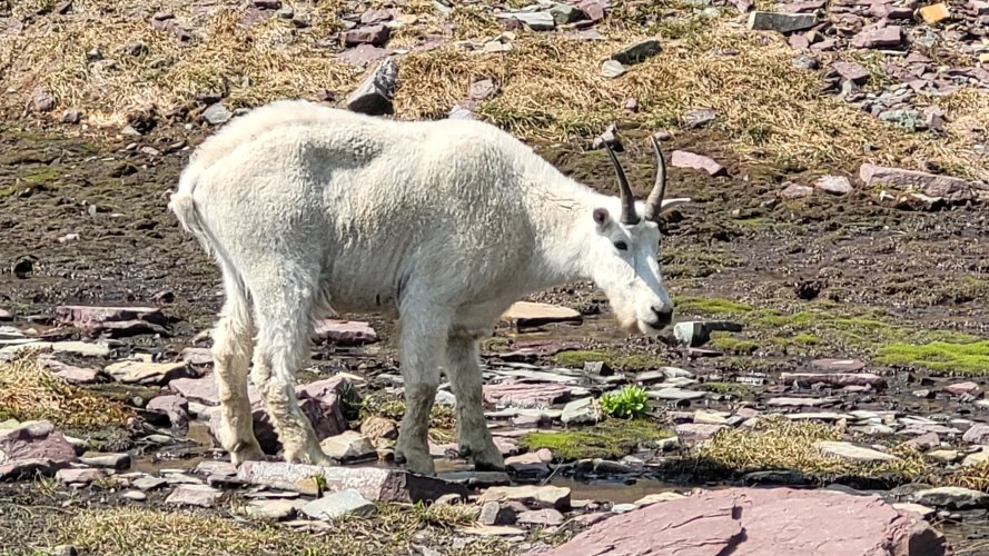 Gender check of Goats at Logan Pass.jpg