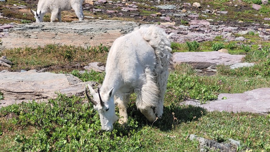 Goat losing winter coat in Glacier.jpg