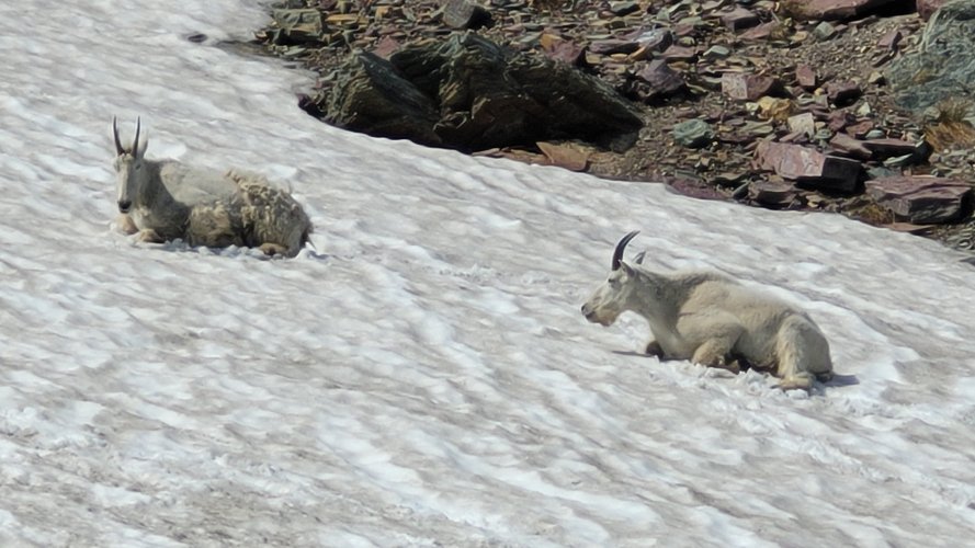 Logan Pass goats enjoying the snow.jpg