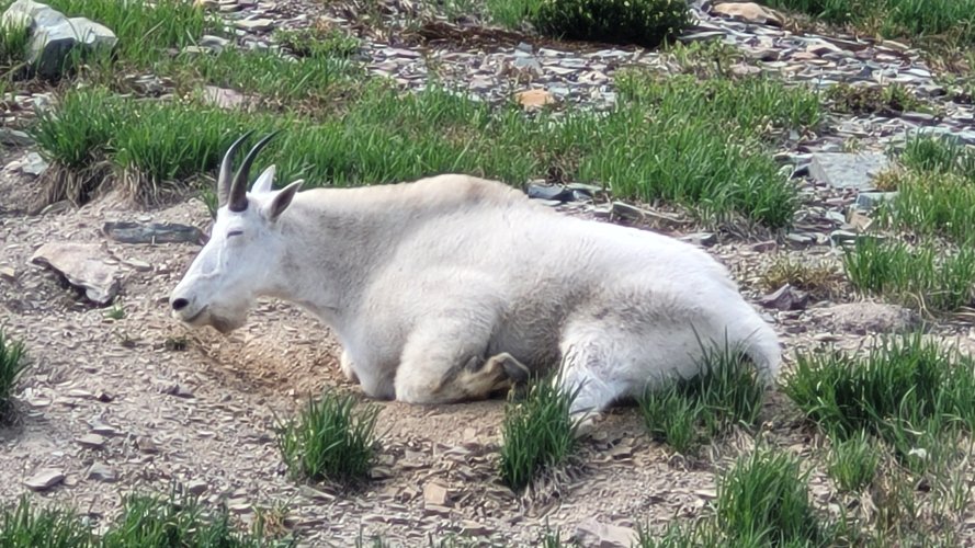 Sleeping goat along Logan pass Trail.jpg