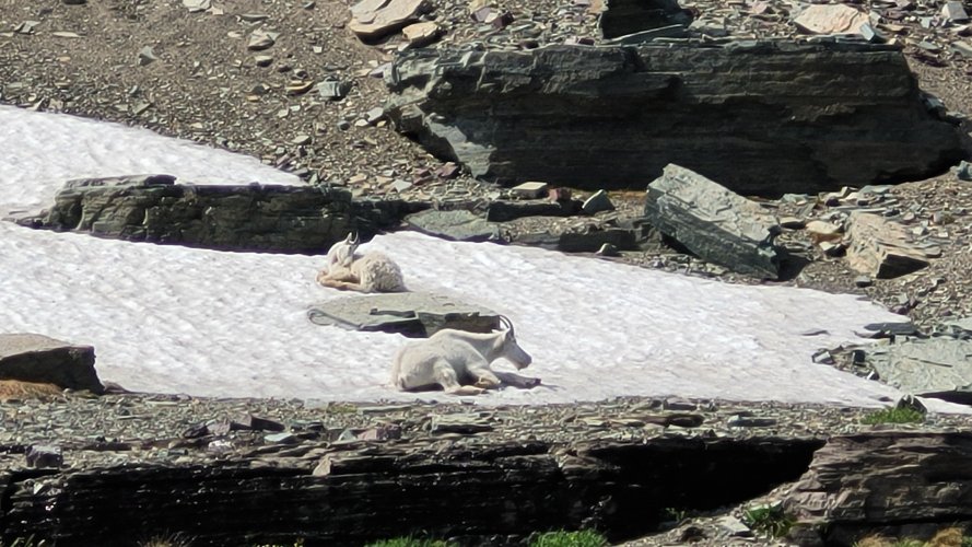 Billy with Roman nose Logan pass.jpg